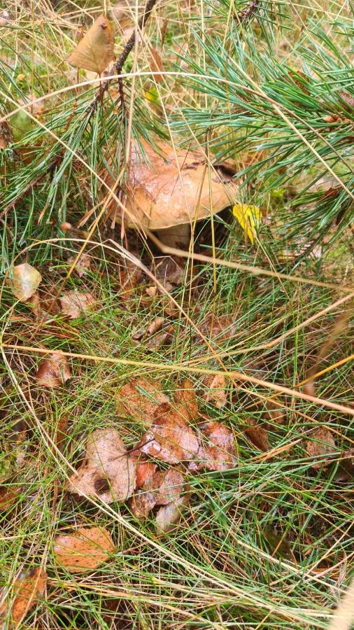 Domek Adam - Kozy Kościerzyna Exteriör bild