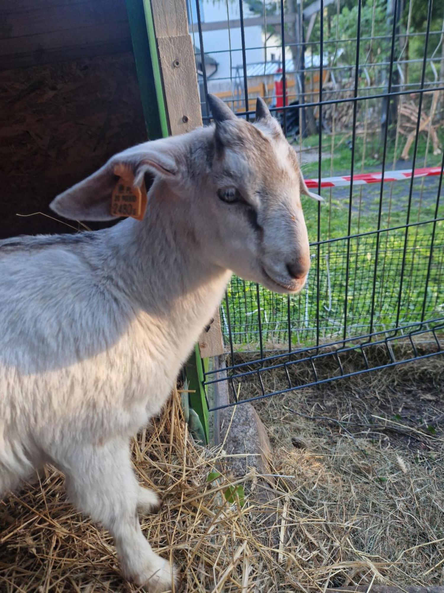 Domek Adam - Kozy Kościerzyna Exteriör bild