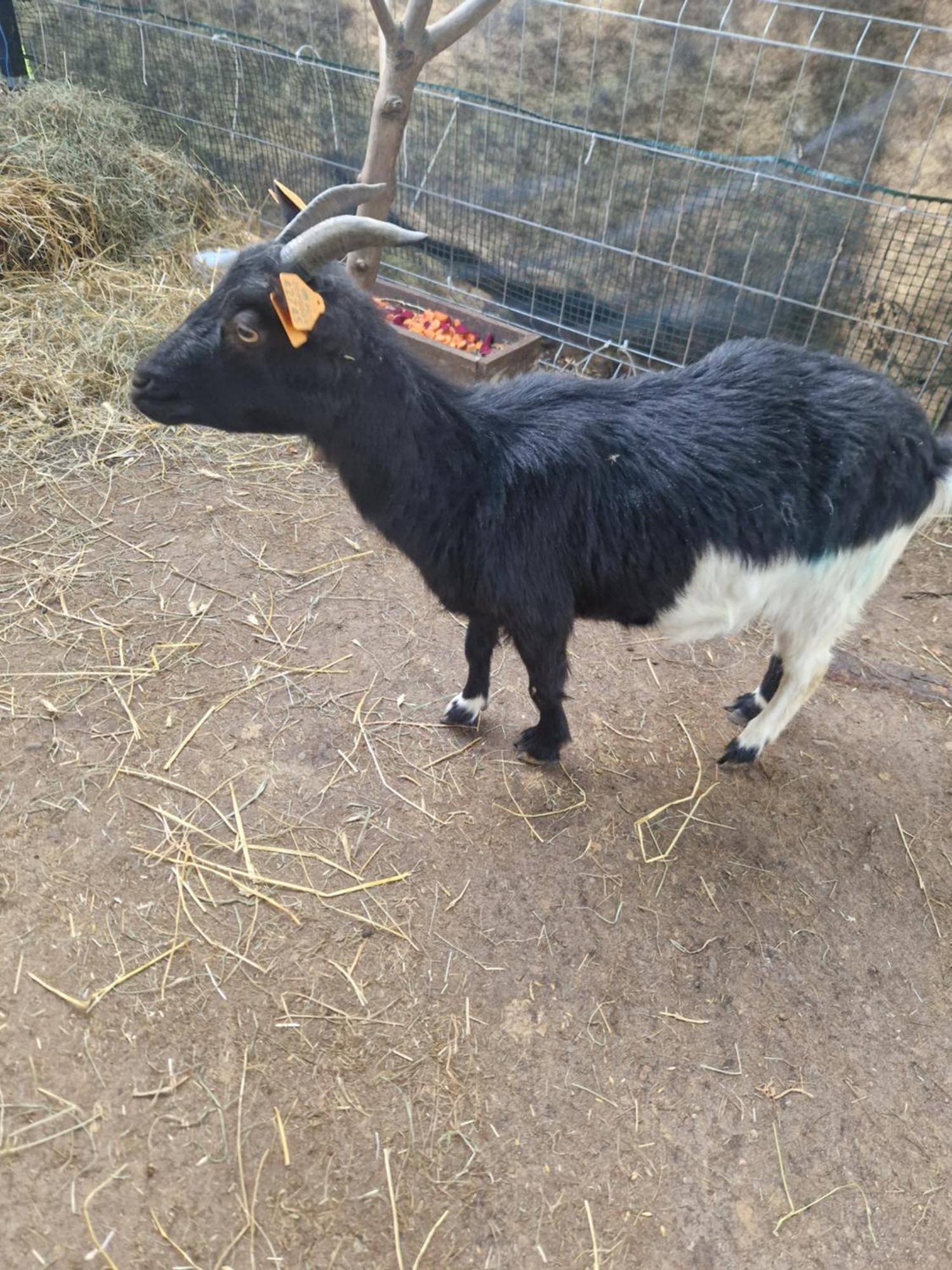 Domek Adam - Kozy Kościerzyna Exteriör bild