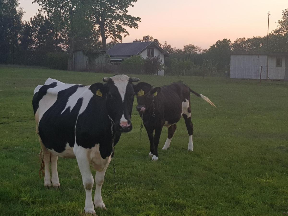 Domek Adam - Kozy Kościerzyna Exteriör bild